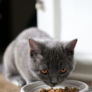 Cat Food & Treats